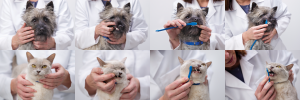 Brush your pet teeth - pet care supplies