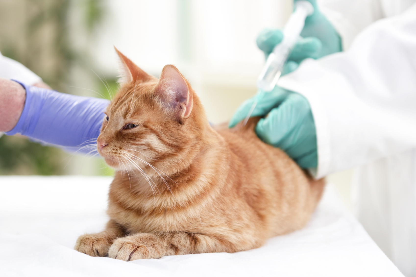 Cat Vaccinations and Treatments An Important Preventive Method to a
