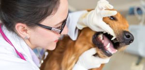 Regular Dental Checkup - Pet Care Supplies