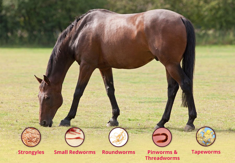 5 Types of Worms Affected Horse - PetCareSupplies.com