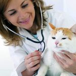 7 Effective Ways to Ensure Smooth Vet Visit for your Ragdoll Kitty Cat Care