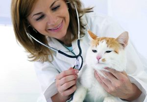 7 Effective Ways to Ensure Smooth Vet Visit for your Ragdoll Kitty - Pet Care Supplies