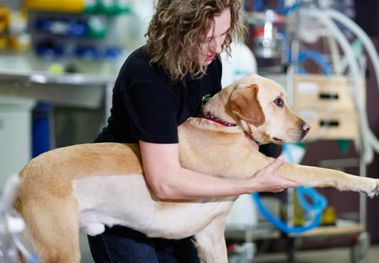 Dog Joint Problems Tips You Can Help Your Dog!