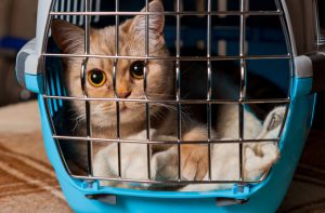 Get A Carrier - Pet Care Supplies