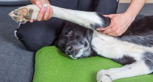 Worried about Stiff Joints of your Doggy? Try These Options Today!!! - Joint Massage of Your Dog | Pet Care Supplies