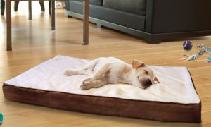 Worried about Stiff Joints of your Doggy? Try These Options Today!!! - Orthopedic Bed for Dog | PetCareSupplies