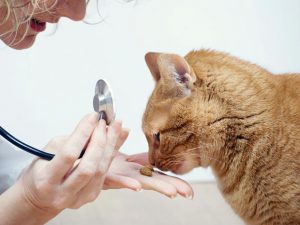 Select The Veterinarian Wisely - Pet Care Supplies
