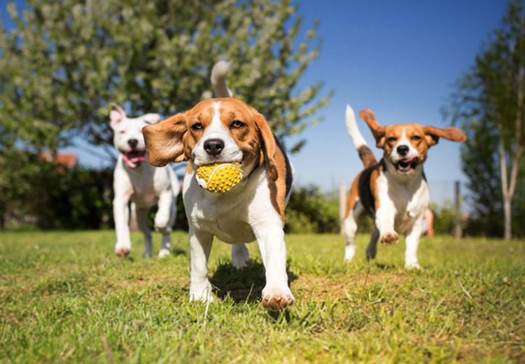 6 Great Way to Challenge Dogs Mind - Pet Care Supplies Blog