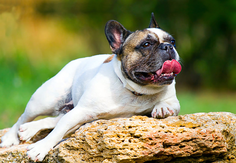 Know-It-All : Heat Strokes In Dogs - Pet Care Supplies Blog