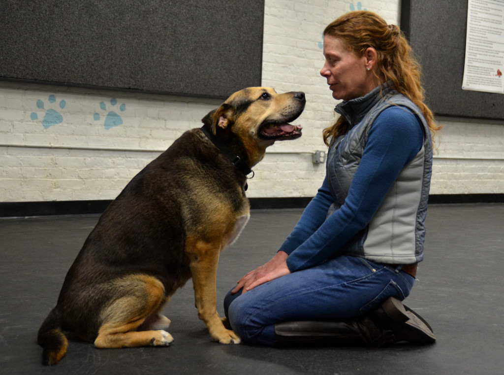 Dog Listen to Pet Owner - Pet Care Supplies Blog