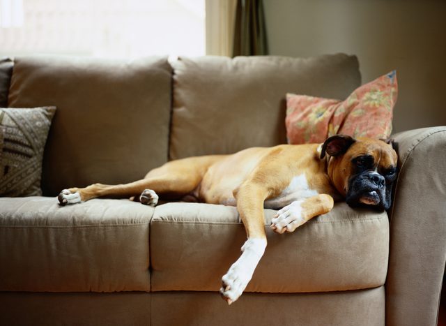 Dog on Couch, Chilled out - Pet Care Supplies Blog