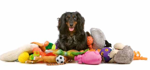 Dog with Toys - Pet Care Supplies Blog