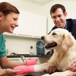 Dog Care