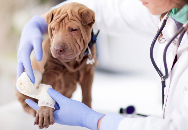 The Role of Negative Pressure Wound Therapy in Pet Wound Treatment - Pet Care Supplies Blog