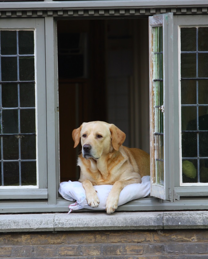 Dog Viewing Outside at Window - Pet Care Supplies Blog
