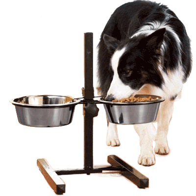 Food Bowl on Stand - Pet Care Supplies Blog