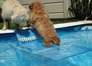 Pool Safety Tips for Dogs