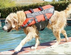 dog safety tips around pool