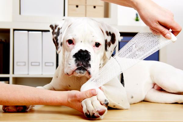 7 Emergency First Aid Treatments For Every Pet–Owner - Pet Care Supplies