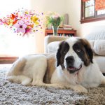 Stinky House?? Learn How to Suppress the Canine’s Smell News