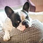 Manual For Leaving Dogs Alone At Home Dog Care