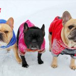 Pet Safety This Winter Dog Care