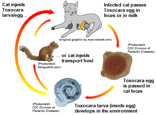 Life Cycle Toxocara Cat