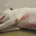 How to Treat Skin Problems in Dogs? Dog Care