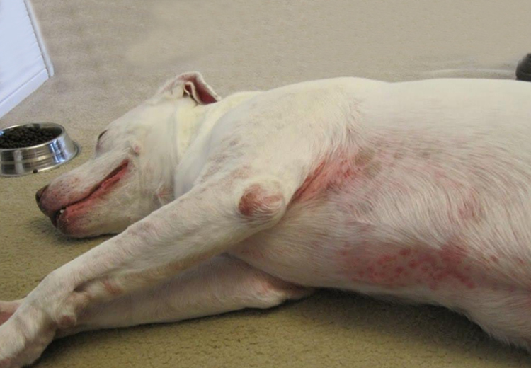 Pictures Of Ringworm On Dogs Skin