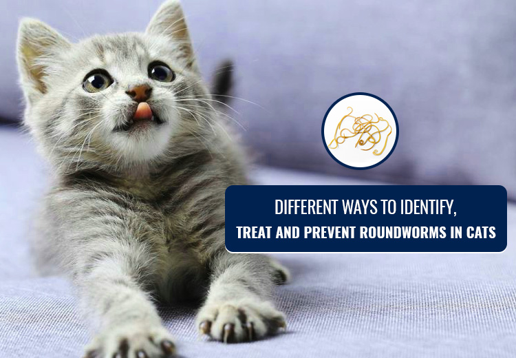 Roundworms in cats