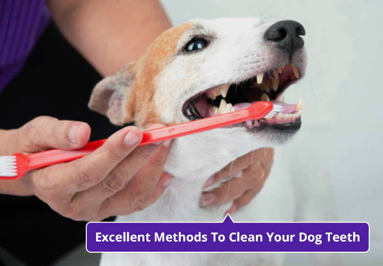 Clean Your Dog Teeth