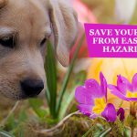 Save Your Pet From Easter Hazards News