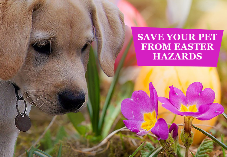 Save Your Pet From Easter Hazards