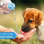 How to Take Care of Your Dogs Skin? Pet Care
