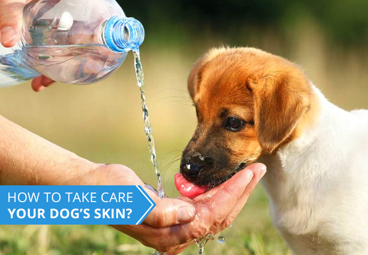 Important Tips To Take Care Of Your Dogs Skin Petcaresupplies