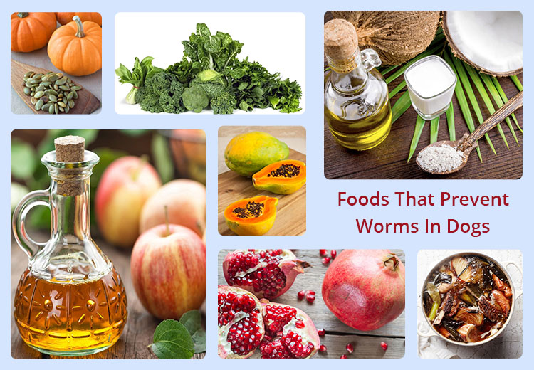 Foods That Prevent Worms In Dogs