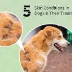 5 Skin Conditions in Dogs and Their Treatment Dog Care