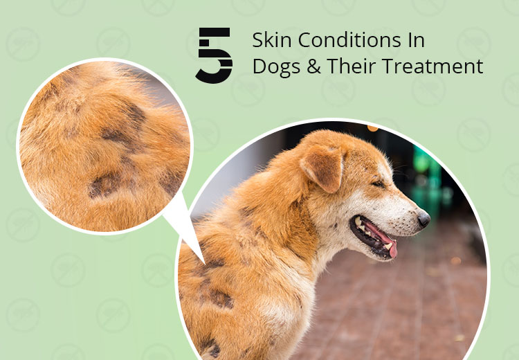 what does a skin infection look like on a dog