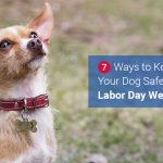 7 Ways to Keep Your Dog Safe over Labor Day Weekend News
