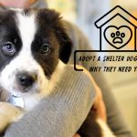 Adopt A Shelter Dog Month: Why They Need You? News