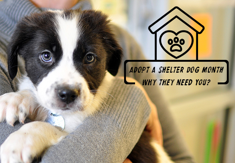 Adopt-A-Shelter-Dog-Month