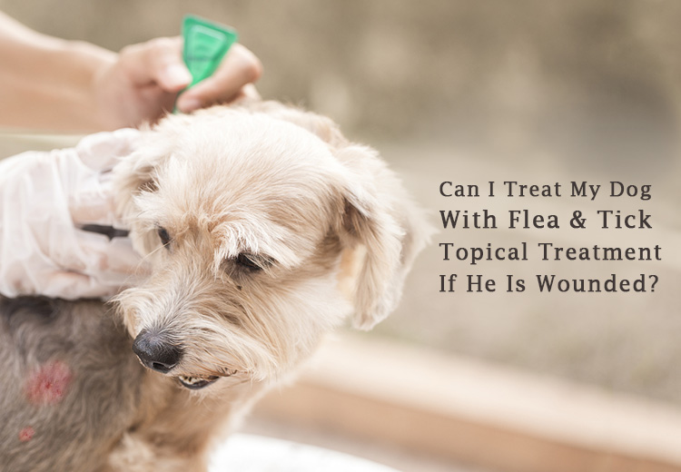treat wounded dog with flea and tick treatment