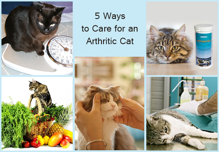 ways to care for an arthritic cat