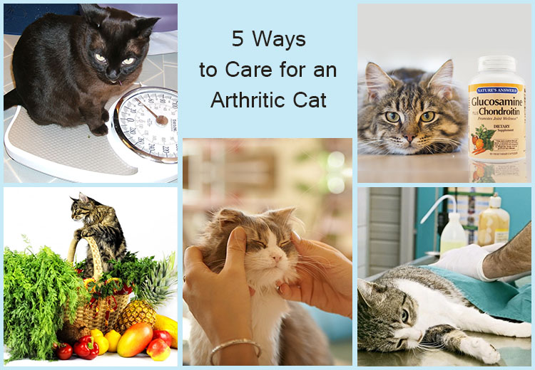 ways to care for an arthritic cat PetCareSupplies Blog