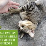 Global Cat Day- Instances where Cats Emerged as Heroes News