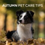 Cat Care