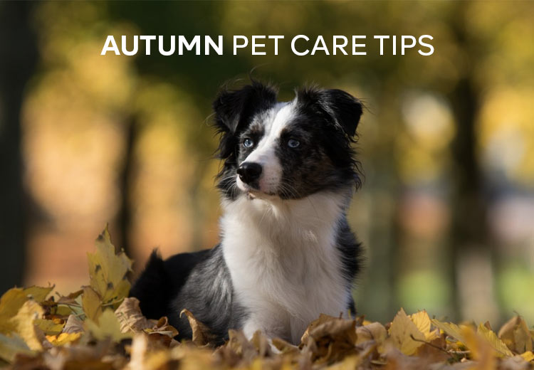 PCS-Autumn-Pet-Care-Tips