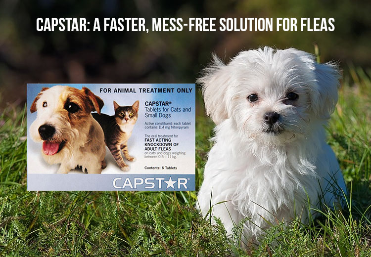 Capstar-Mess-free Solution for Fleas