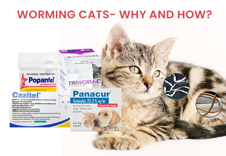 deworming treatments on cats