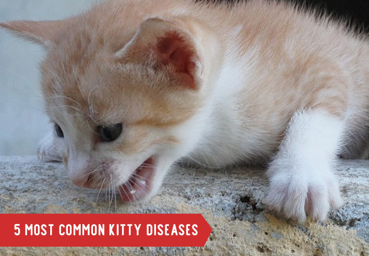 Most-Common-Cat-Dieases